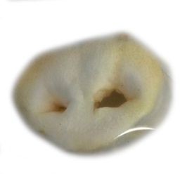 [1000000000032] IRELAN SNACK NATURAL MORRO CERDO 1 PIEZA